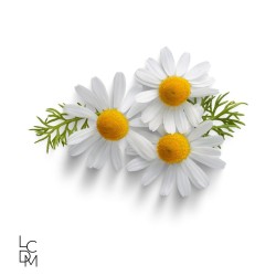 camomille