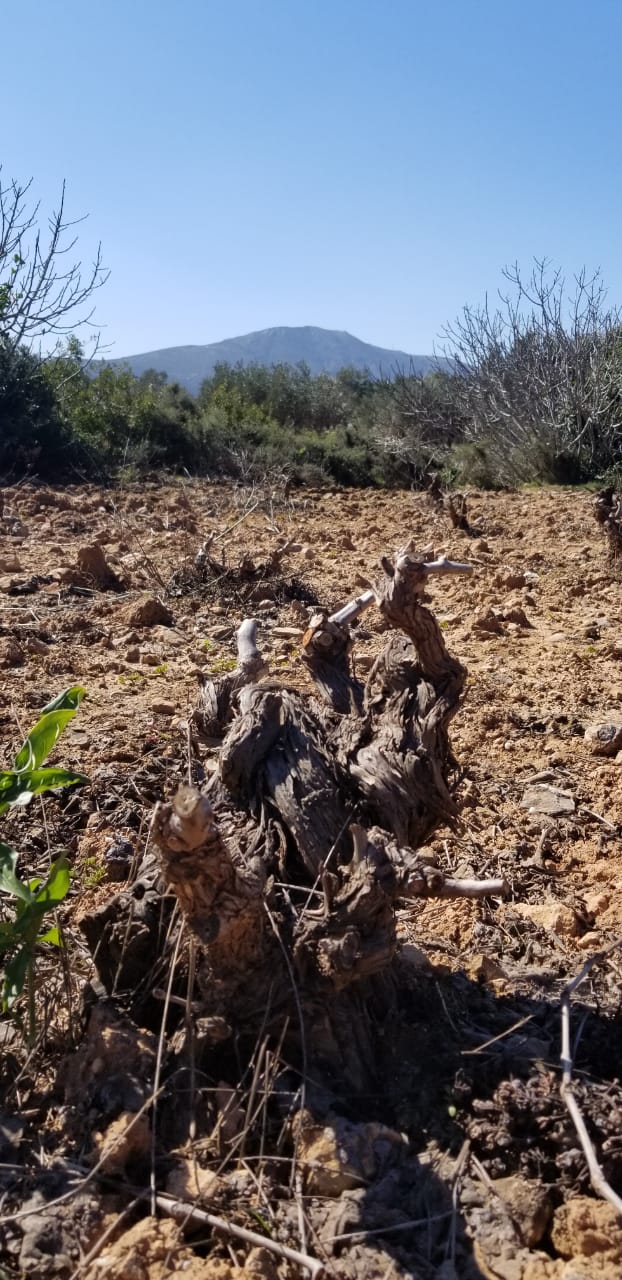 pied de vigne