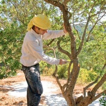 Coopérative des Producteurs de Mastic