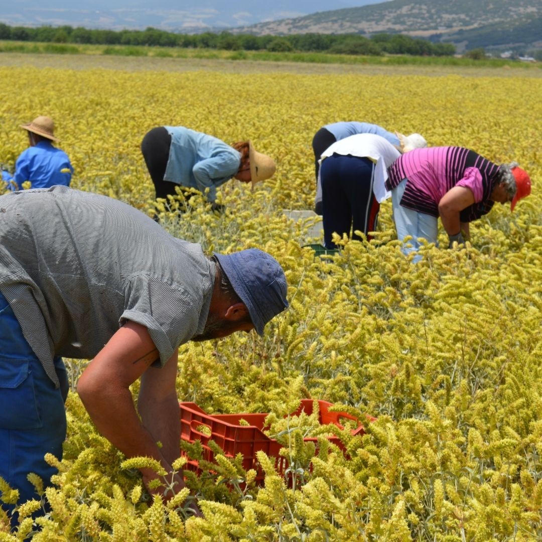 Anassa Organics