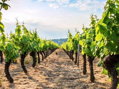 Le vin franc de pied : Trésor vivant des vignes d’autrefois